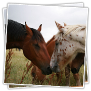 Kontaktaufnahme zweier Pferde